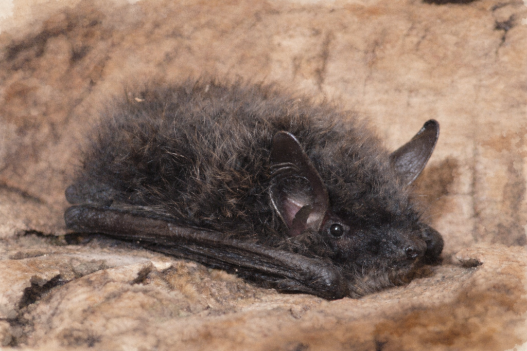 Kleine Bartfledermaus